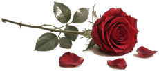 Rote Rose zum Gedenken an Elvira